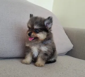 Pomsky 3months old