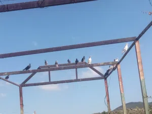 حمام بلدي صحه ونضافه مشاء الله 100/100 حبات سوابر سبب البيع السفر