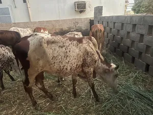 بقره صغيره فالعمر