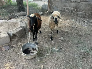 جعد عمانيات للبيع