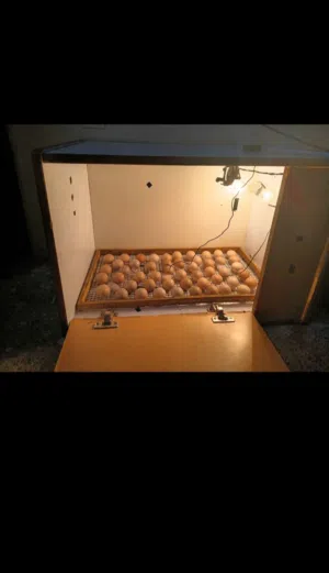 100+ manual egg incubator.
