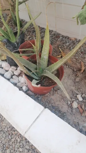 صبار والاشجار زينه شتلتين بريال ونص