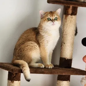 NY11 male cat for mating. ذكر للتزاوج