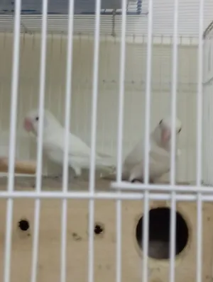 Love bird for sale 25bd