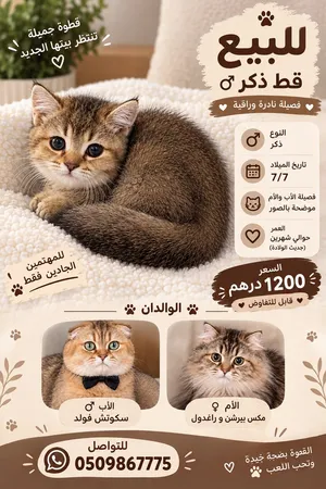 قط ذكر