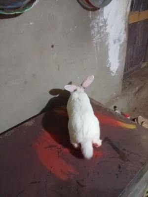 نتايه كاليفورنيا سلاله ممتازه ما ولدتش غير ثلاث مرات