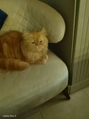 بيكي فيس مطعم