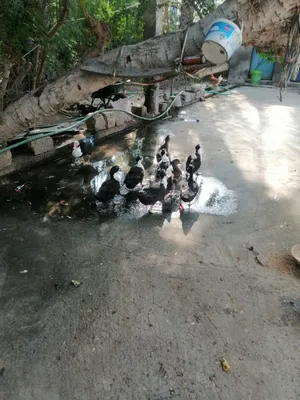 Duck 5MR /Small 3MR