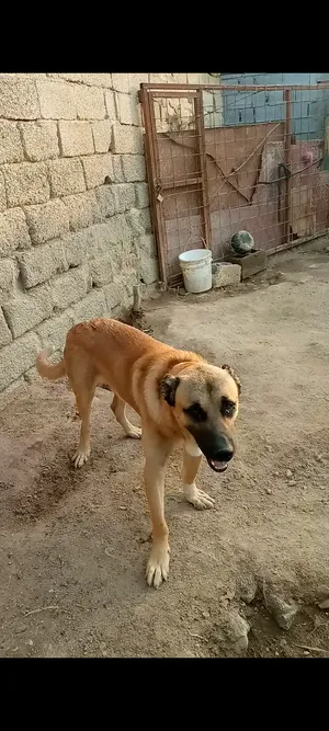 فحل كنكال خشن