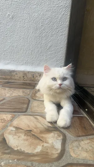 شيرازي ابيض للتبني