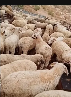 لبيع الخراف والمواشي البلدي والروماني