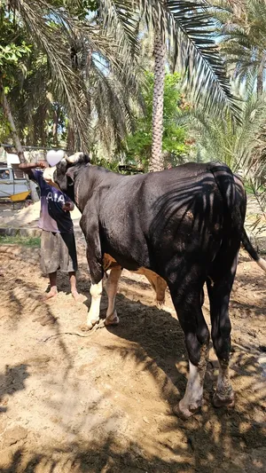 للبيع عجل وارد باكستان