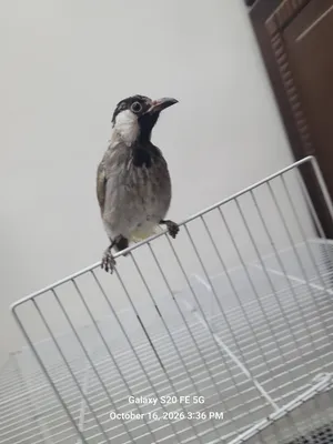 2monthe bulbul Bahraini tamd