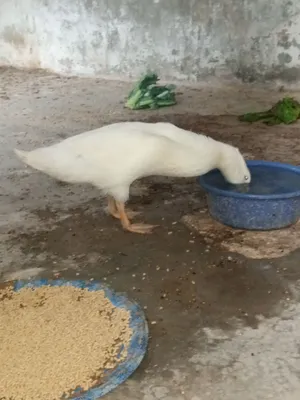 بطة للبيع بصحة ونظافة