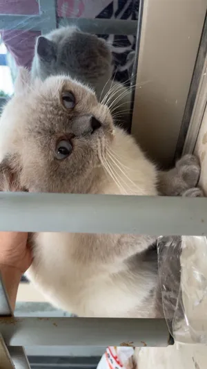 سكوتش فولد كولور بوينت (Scottish Fold Colorpoint)