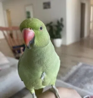 بغبغاء دره هندي مدرب و متكلم
