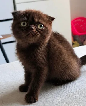 سكوتش فولد شورت هير شوكلت ذكر 2500 Scottish Fold Chocolate male 2500