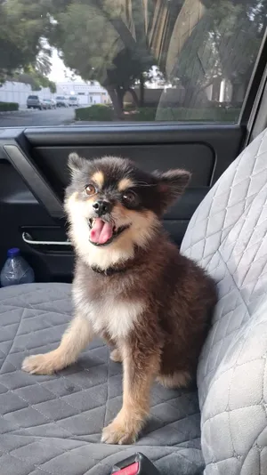 Husky dog age 10 months old for sale color black brown 4500aed