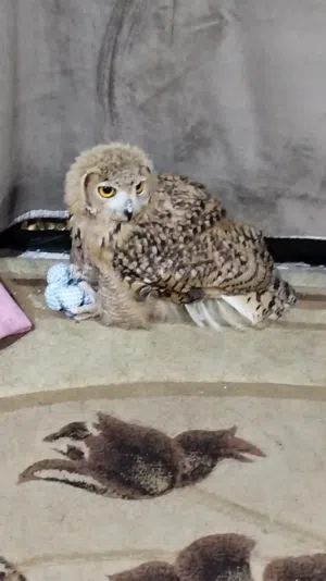 بومه عمر اشهر ربه بالبيت