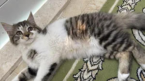 ماين كون (Maine Coon)
