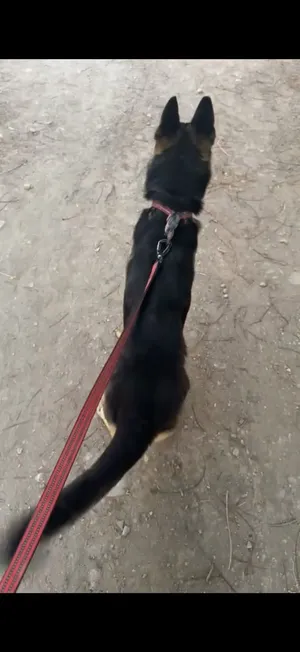 جيرمن شيبرد