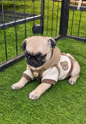 انثى بق (Pug) للبيع