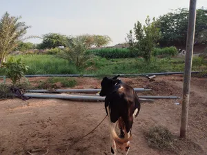 عجل للبيع نمساوي