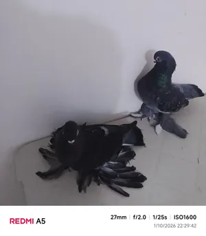 كوبية برلين