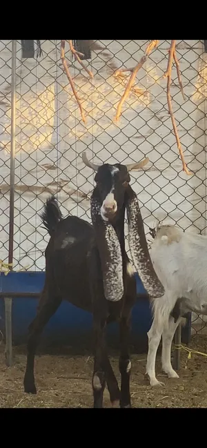 شاه باكستاني كلهاري اللون الدبسي المميز