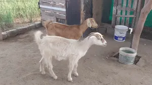 للبيع اغنام اقرأ الوصف