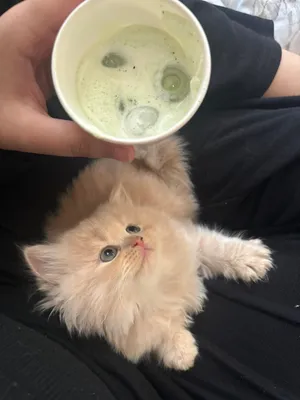 قطط شيرازي Persian kittens