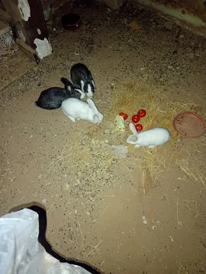 اربع ارانب فرنسي وبلدي للبيع