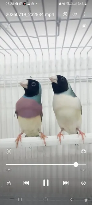 gouldian finche