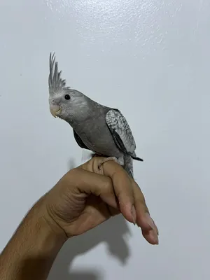 كوكتيل اليف طينه لون ايزبل انكليزي الطير بدايه فطام بعده ازغير