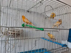 عصافير كنار