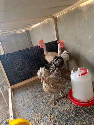 ديوجة ابو ركيبة 2  و دجاجة مكعكله