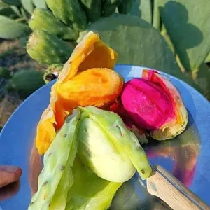 صبر هجين الوان