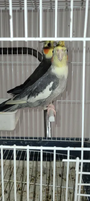 عصااااااااااااااافير
