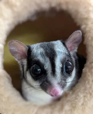 LF: Sugar Glider Anny color