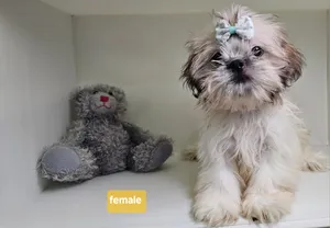 very sweet shihtzu peur