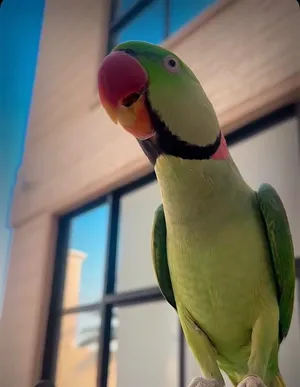 بغبغاء نيبالي حجم الكبير.  اليف جدا.