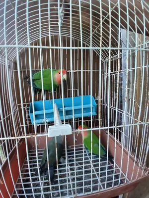 3 اناثي بركديلو نص لفه