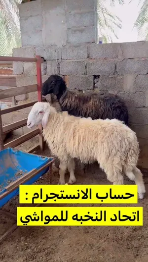 كباشه نجديات صنف فاخر