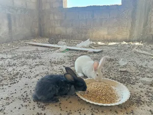 ارانب للبيع ذكر وثلث اناثي 20 دينار