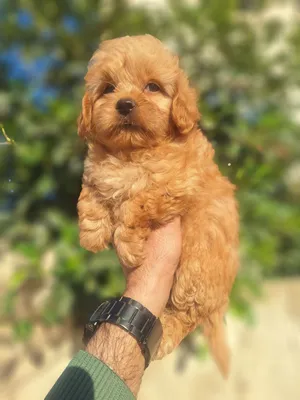 Maltipoo اصغر حجم العمر شهرين متعودين على الحمام على البادز