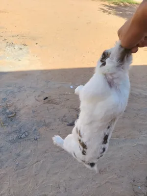 بسم الله ماشاء الله