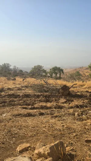 حطب زيتون شجر على مساحه 20 دنم