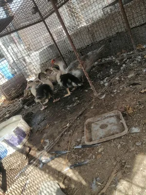 للبيع بط مصري