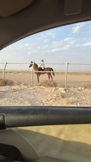 خيل عربي للبيع او البدل ب خيل