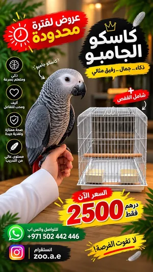 كاسكو أفريكان غراي سوبر جامبو  Super Jumbo African Grey Parrot